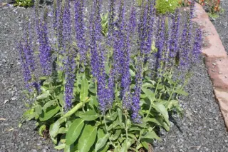 Veronica porphyriana