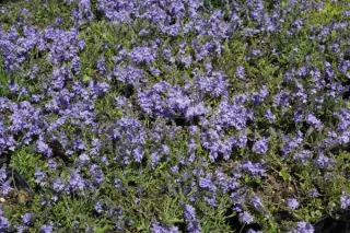 Veronica prostrata 'Blauspiegel'
