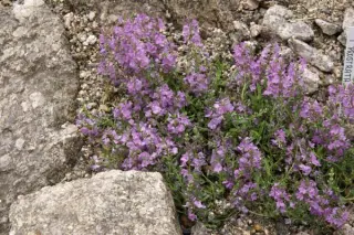 Veronica prostrata 'Mrs Holt'