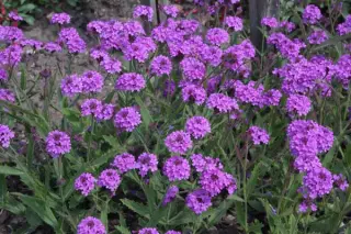 Verbena rigida 'Fliederblau'