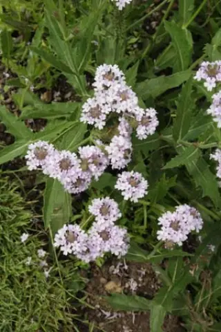 Verbena rigida lilacina 'Polaris'
