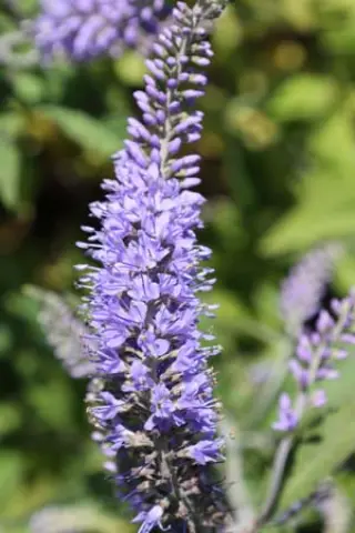 Veronica rotunda var. subintegra