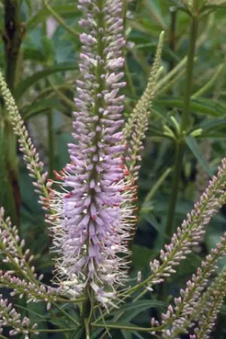 Veronicastrum sibiricum 'Apollo'