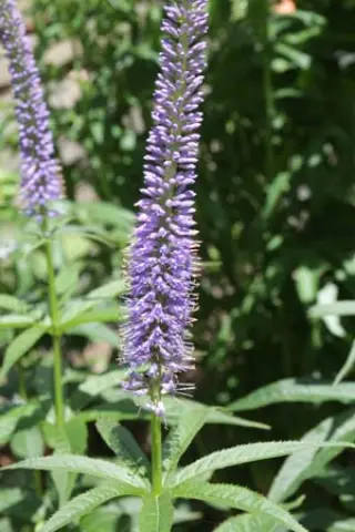 Veronicastrum sibiricum 'Kobaltkaars'