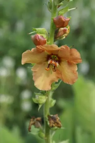 Verbascum 'Sierra Sunset'