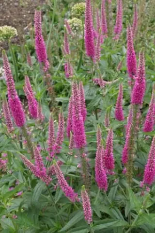Veronica spicata 'Anne'