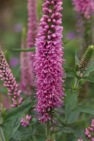 Veronica spicata 'Anne'