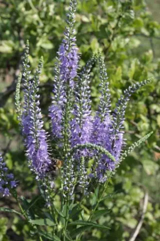 Veronica spuria (coll. Kyrgizië)