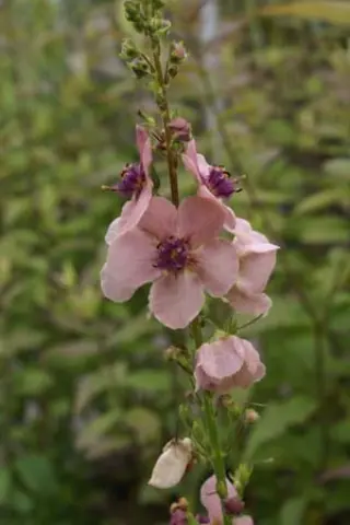 Verbascum 'Summer Sorbet'