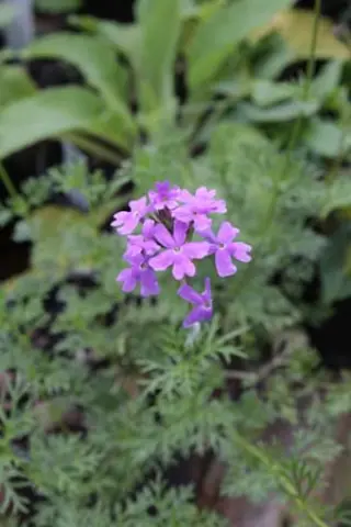 Verbena tenuisecta ( syn. Glandularia aristigera)