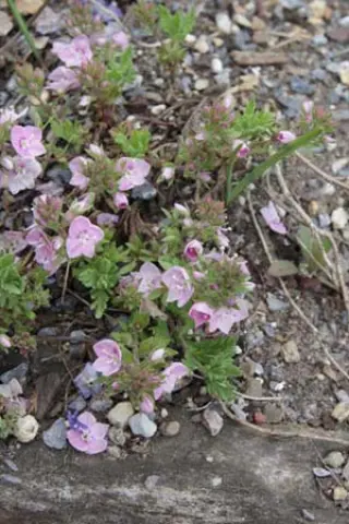 Veronica teucrioides 'Pink Surprise'