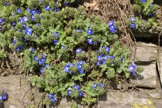 Veronica teucrioides