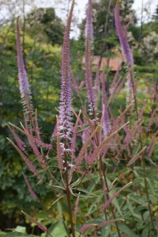 Veronicastrum virginicum 'Adoration'