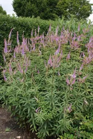 Veronicastrum virginicum 'Fascination'