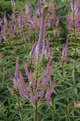 Veronicastrum virginicum 'Fascination'