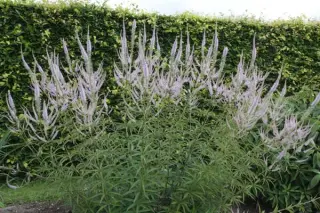 Veronicastrum virginicum 'Lavendelturm'