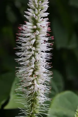 Veronicastrum virginicum 'Mauvette'