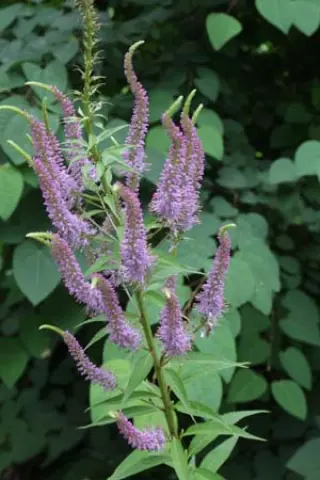 Veronicastrum virginicum 'Willemijntje'
