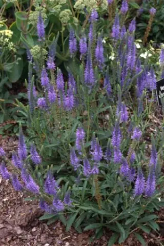 Veronica wormskjoldii