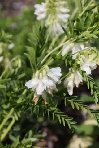Vicia orobus 'White Form'