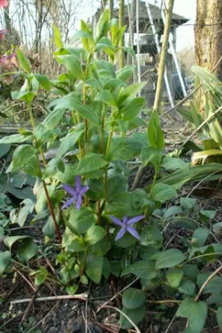 Vinca carpatha