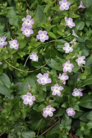 Vinca difformis 'Jenny Pym'