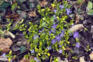 Vinca minor 'Blue And Gold'