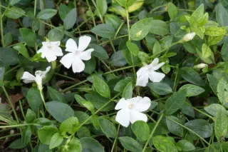 Vinca minor 'Gertrude Jeckyll'