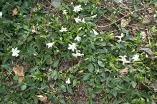 Vinca minor 'Gertrude Jeckyll'
