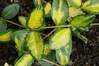 Vinca minor 'Illumination'