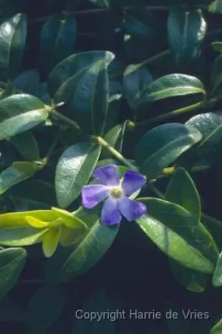 Vinca minor 'Sabinka'