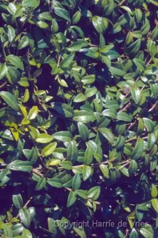 Vinca minor 'Sabinka'