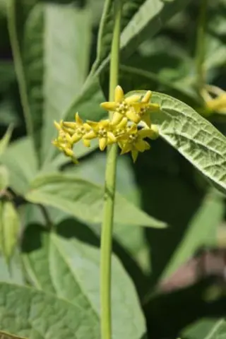 Vincetoxicum sp. (coll. Yunnan W/O-7287)