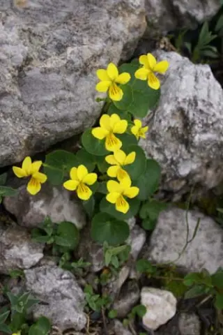 Viola biflora