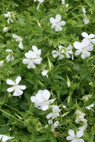 Viola cornuta 'Alba Minor'