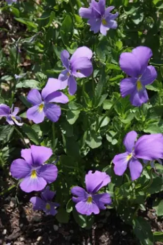 Viola cornuta 'Alethia'