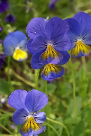 Viola cornuta 'Ardross Gem'