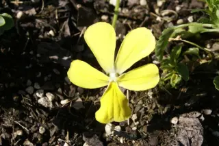 Viola cornuta 'Butterpat'