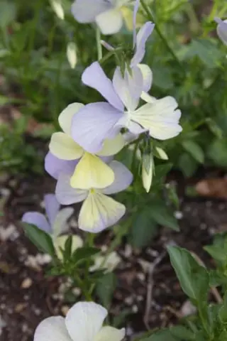 Viola cornuta 'Clouded Yellow'