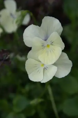 Viola cornuta 'Cleopatra'