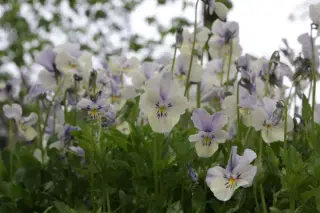 Viola cornuta 'Cleopatra'