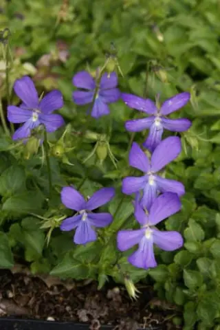 Viola cornuta 'Col Du Pourtalet'