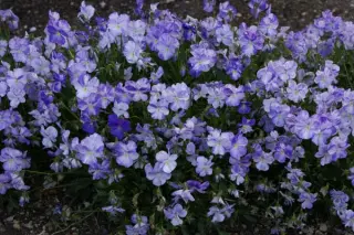 Viola cornuta 'Columbine'