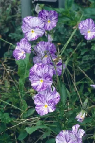 Viola cornuta 'Columbine'