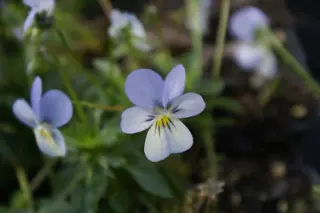 Viola cornuta 'Desdemona'