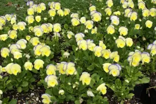 Viola cornuta 'Etain'