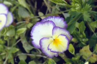 Viola cornuta 'Etain'