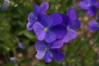 Viola cornuta 'Fabiola'