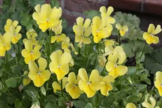Viola cornuta 'Glenholme'