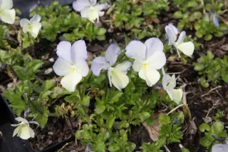 Viola cornuta 'Gypsy Moth'